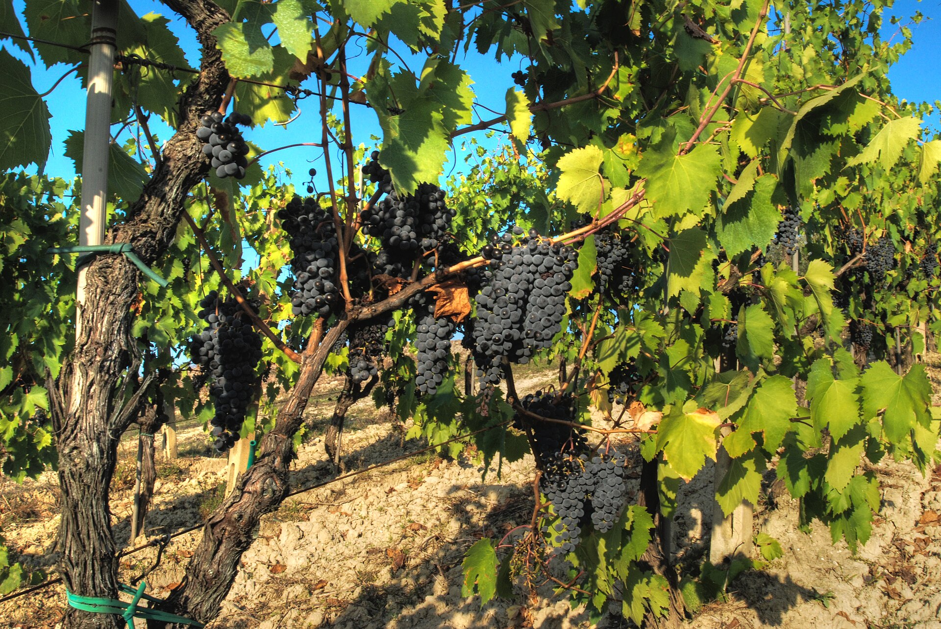 Sangiovese vineyards in the Romagna countryside near Rimini Verucchio Golf Club.